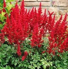 Astilbe Arendsii Flower Seeds Heirloom Non GMO Planting - 100 for planting in home garden